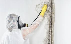 Best Mold Documentation for Insurance Claims  in Osage City, KS